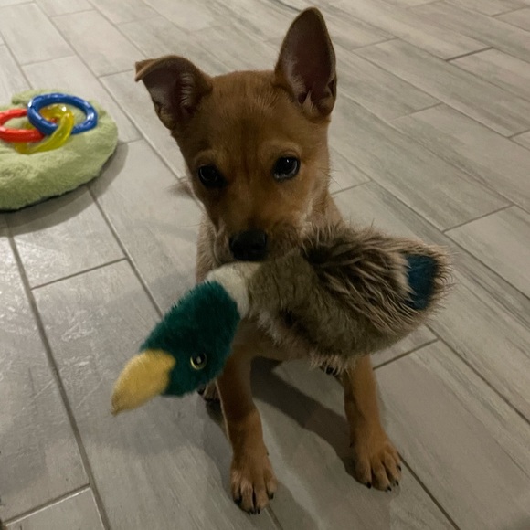 Puppy Warning - Picture 5 of 7